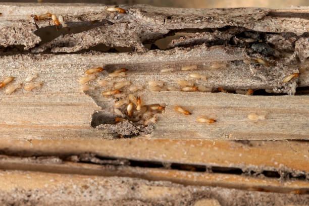 Best Commercial Pest Control Services  in Rockford, MI